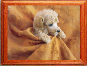 Bilou toy poodles hotsell