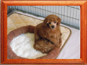 Bilou best sale toy poodles