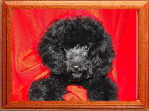 Bilou shop toy poodles