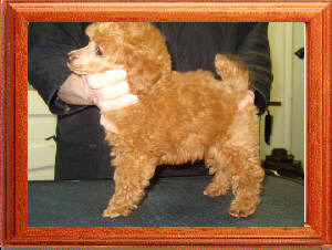 Bilou shop toy poodles
