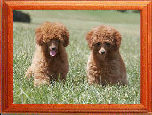Bilou shop toy poodles